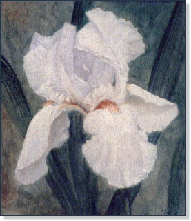 White Iris